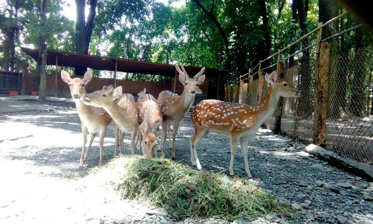 Taman Tema Hutan Badaimg4