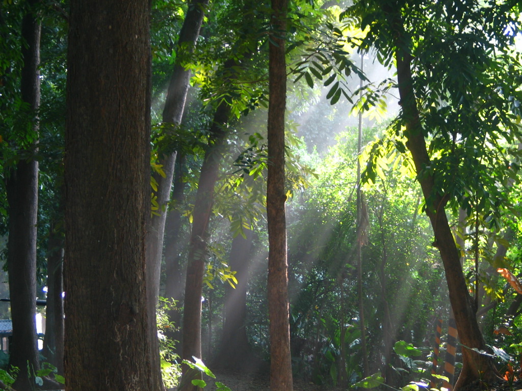 Taman Tema Hutan Badaimg3