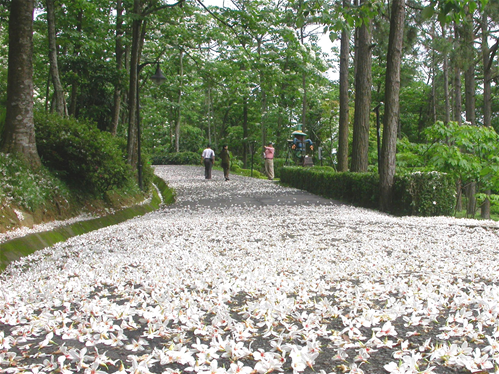 西湖渡假村 (1).JPG