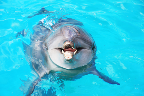 ocw-海豚.jpg
