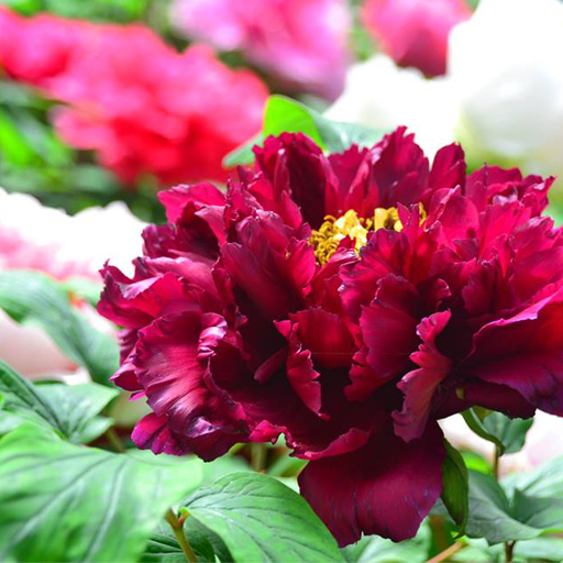 杉林溪森林生態渡假園區 LOGO