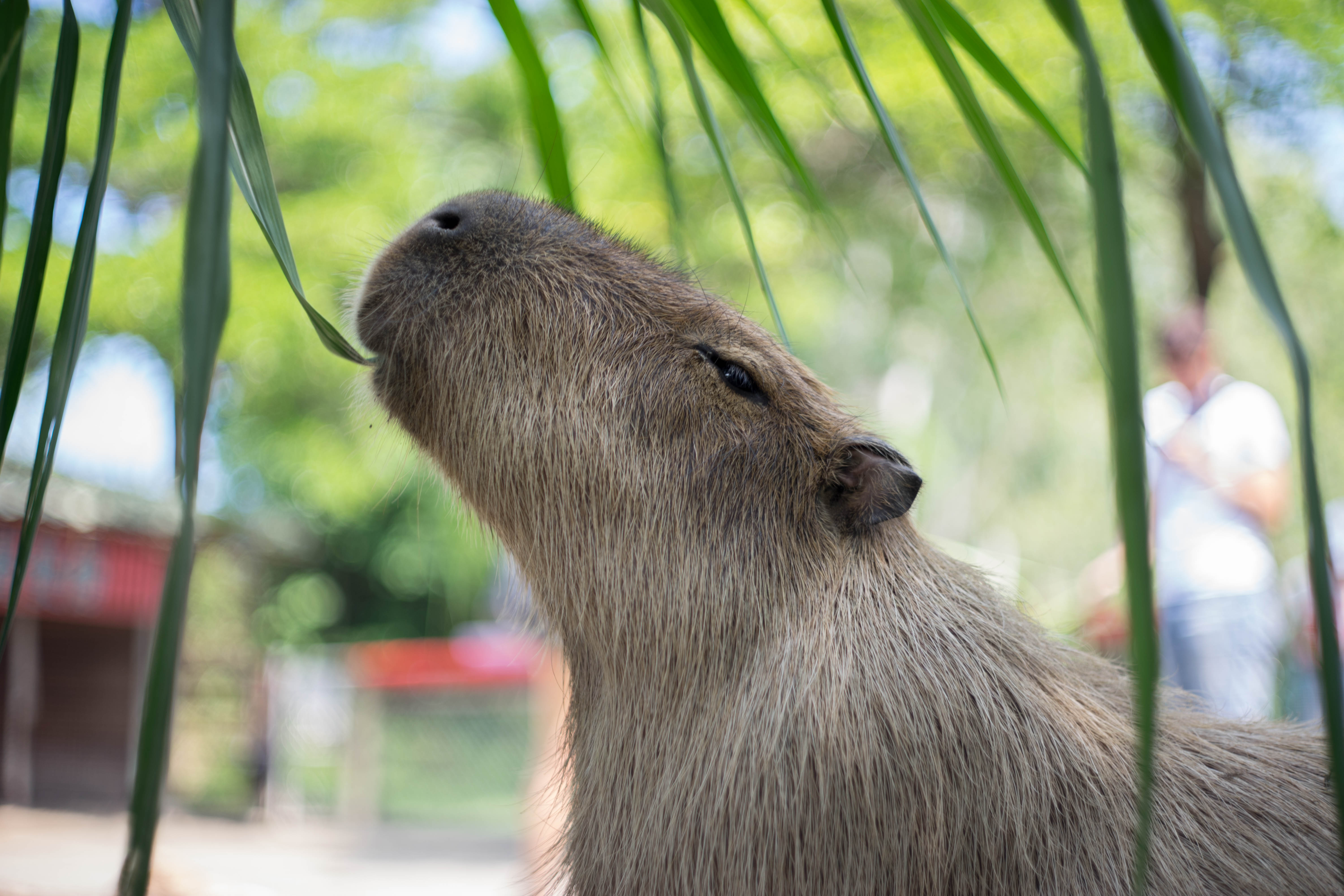 頑皮世界野生動物園img2