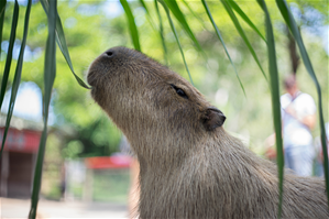 頑皮世界野生動物園img5