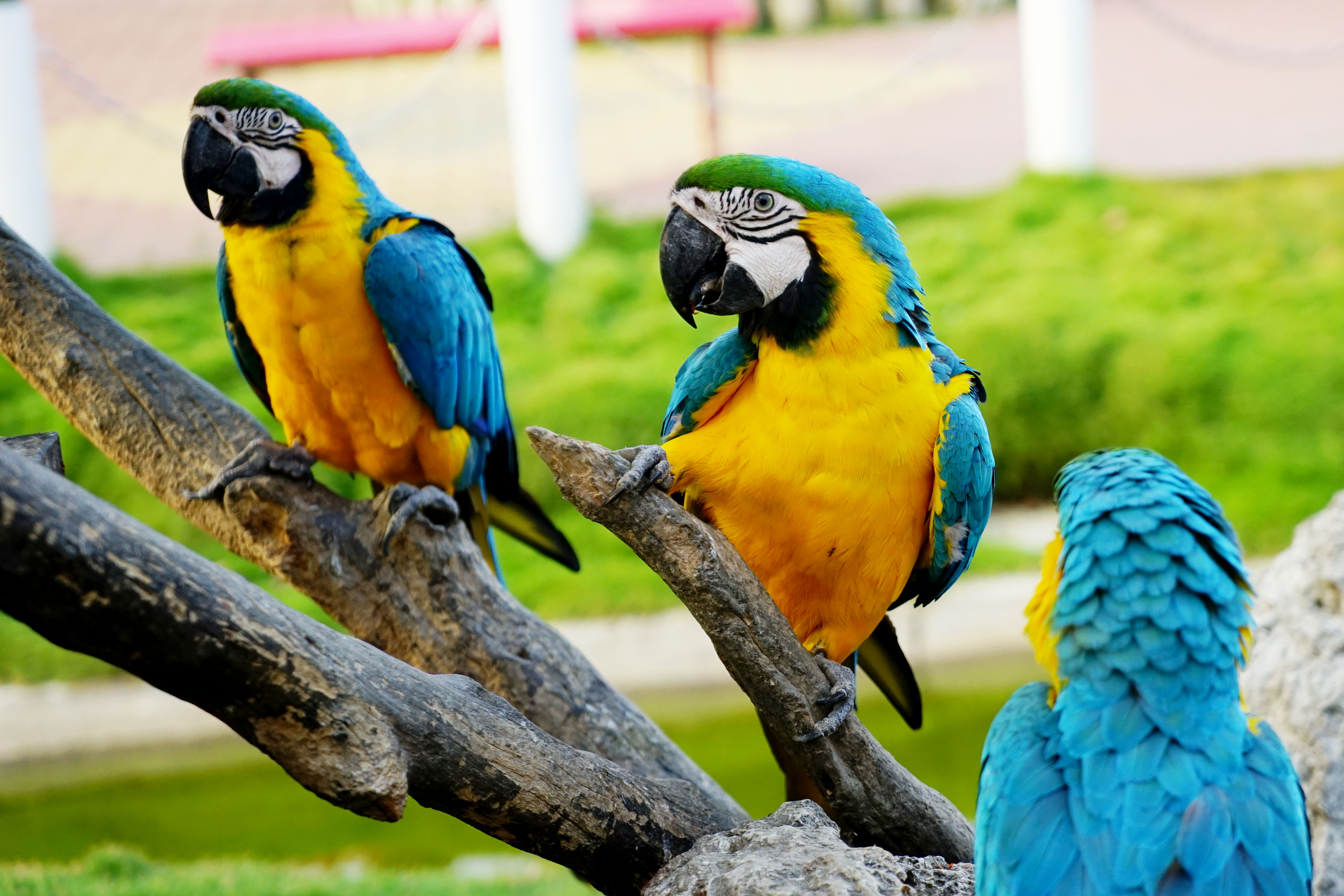 頑皮世界野生動物園img1