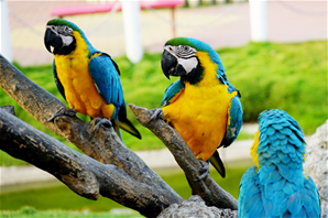 頑皮世界野生動物園img4