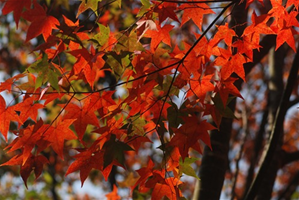 동쓰 삼림공원img6