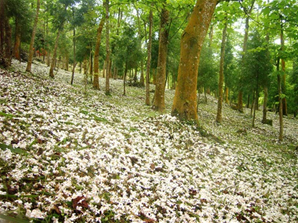 동쓰 삼림공원img7