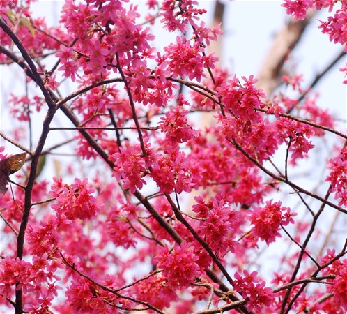동쓰 삼림공원img4