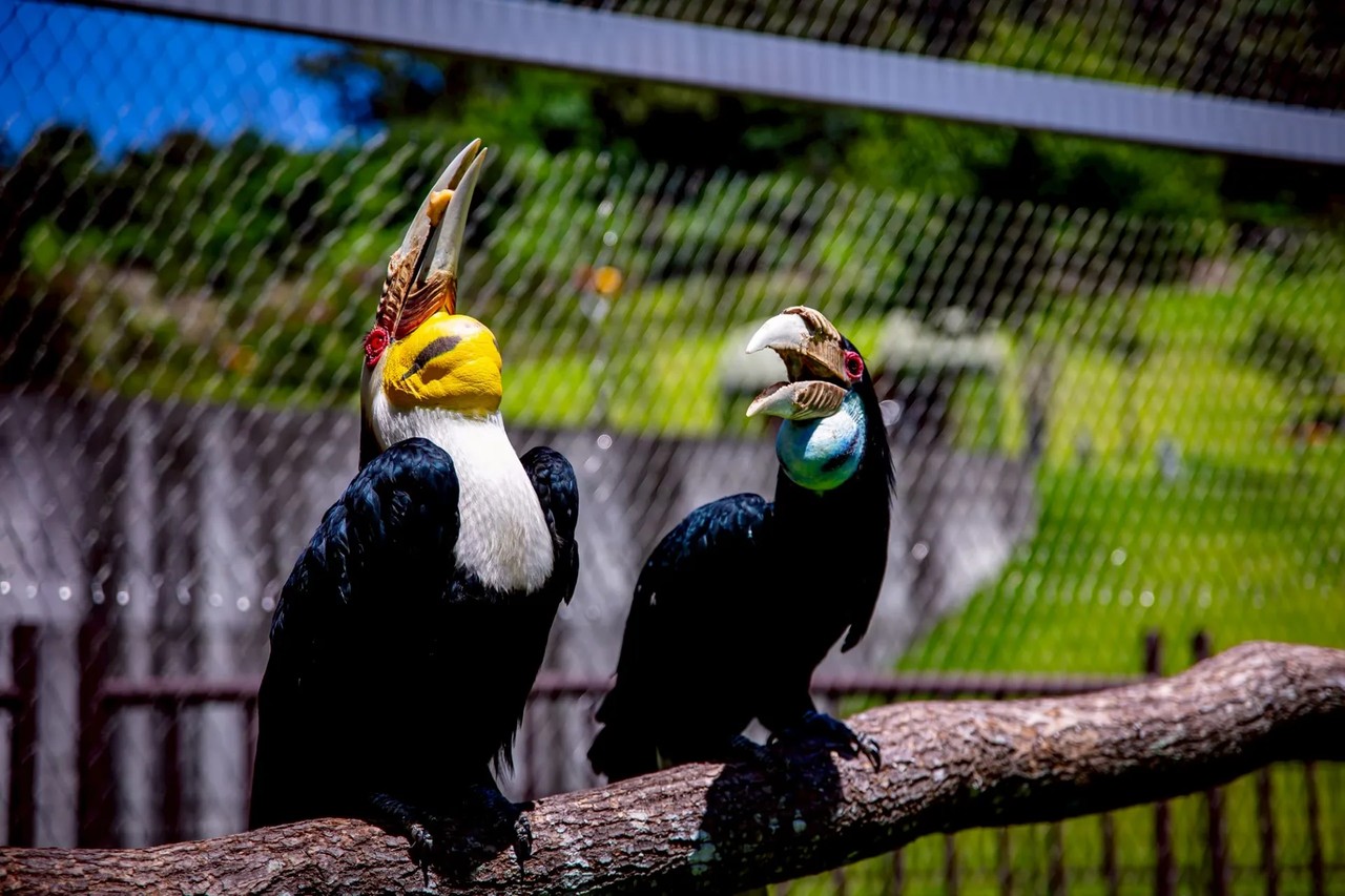 九九峰動物樂園