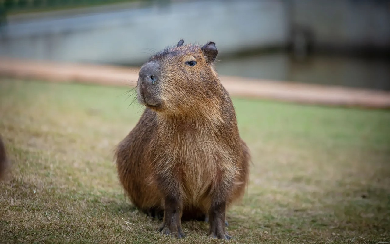 九九峰動物樂園