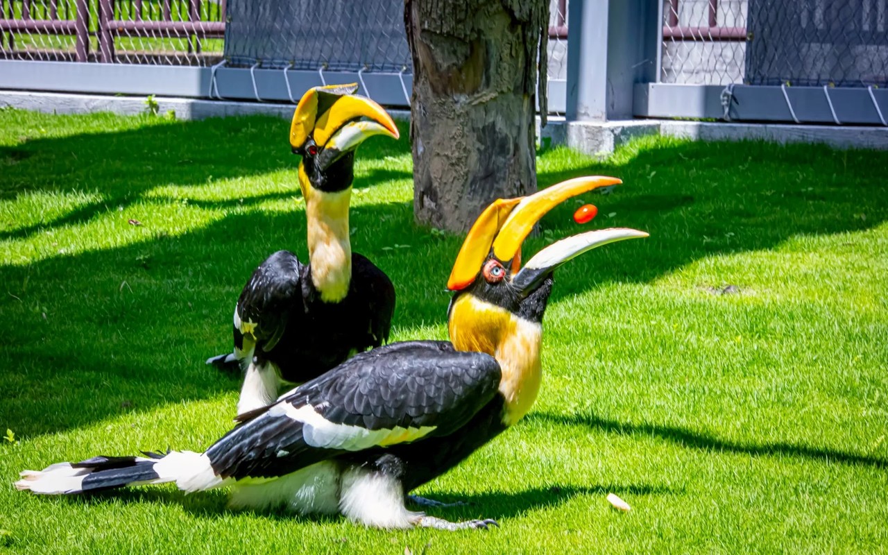 九九峰動物樂園